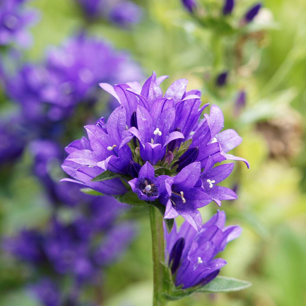 Campanula glomerata Superba - Knäuel-Glockenblume