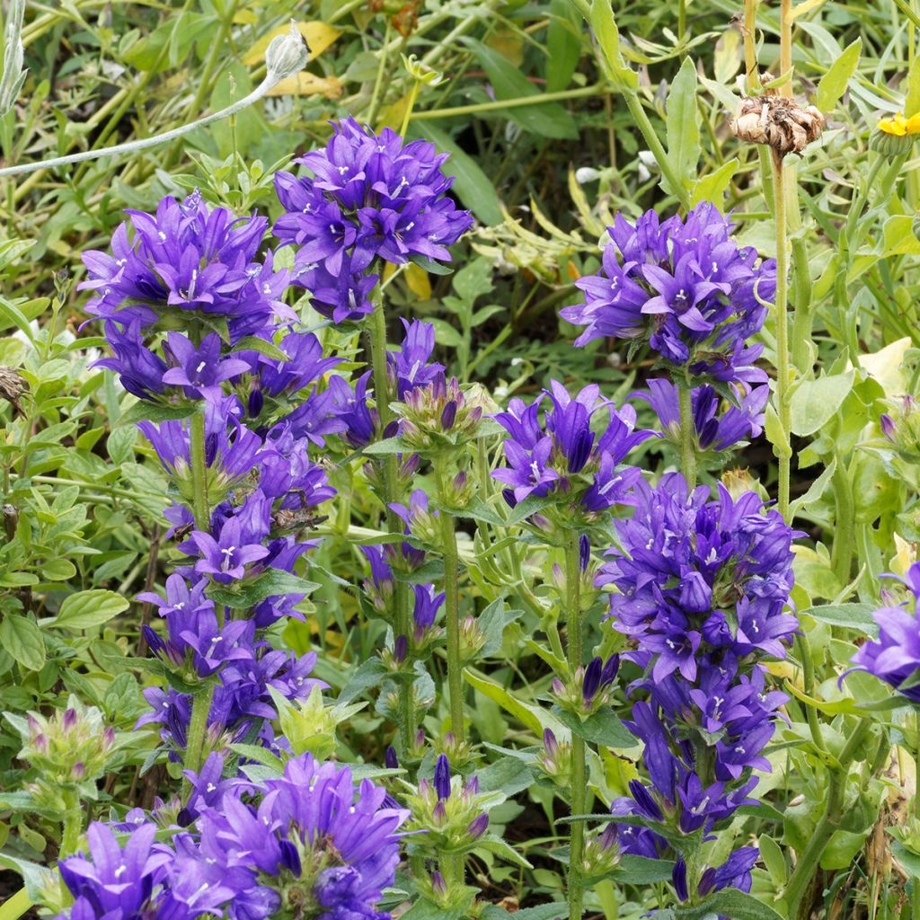 Campanula glomerata Superba - Knäuel-Glockenblume