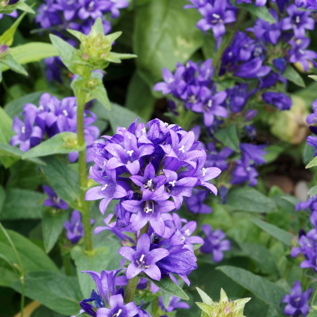 Campanula glomerata Superba - Knäuel-Glockenblume