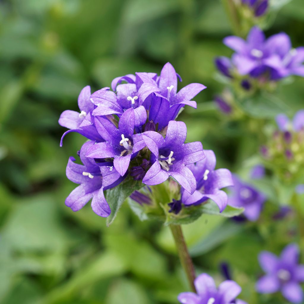 Campanula glomerata Superba - Knäuel-Glockenblume