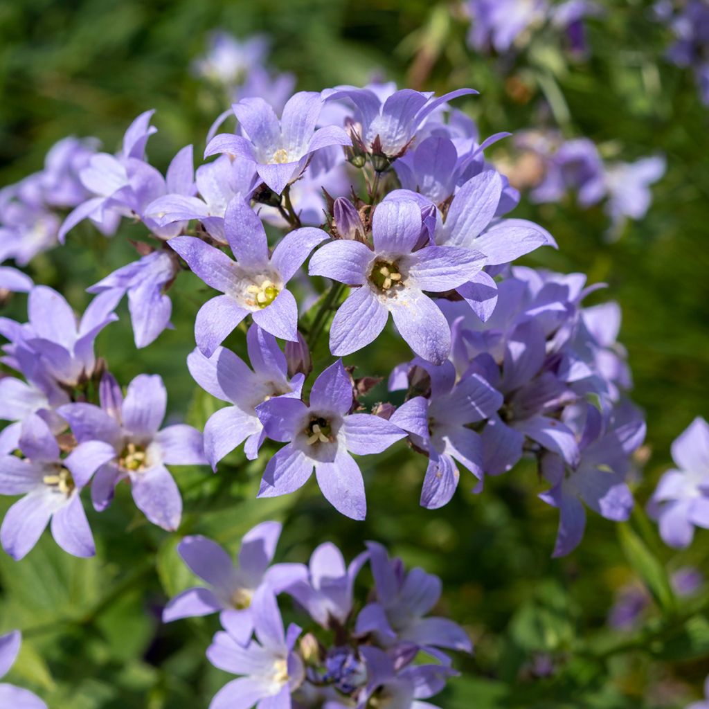 Campanula glomerata Superba - Knäuel-Glockenblume