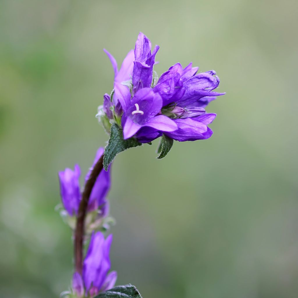 Campanula glomerata Superba - Knäuel-Glockenblume