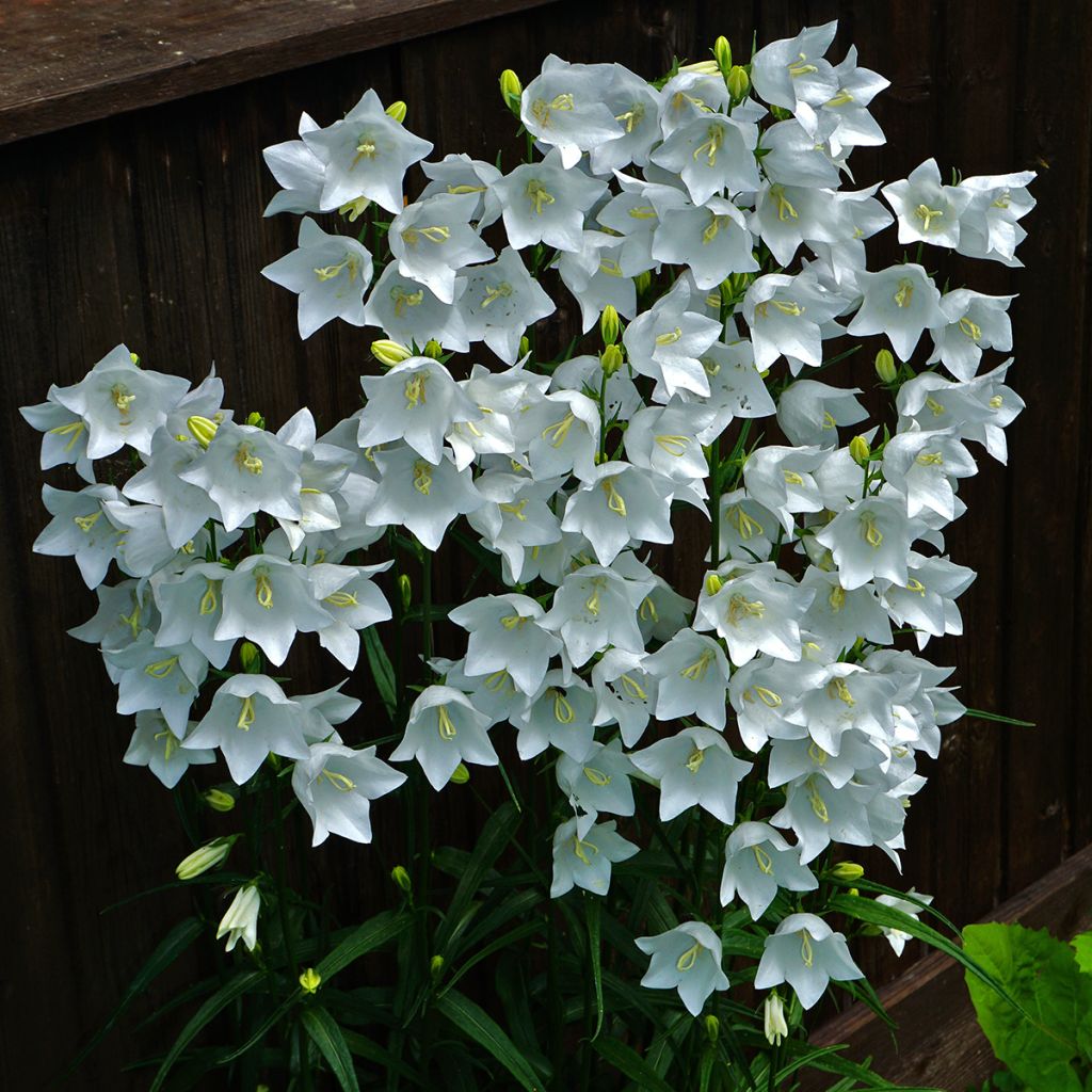 Pfirsichblättrige Glockenblume Alba - Campanula persicifolia