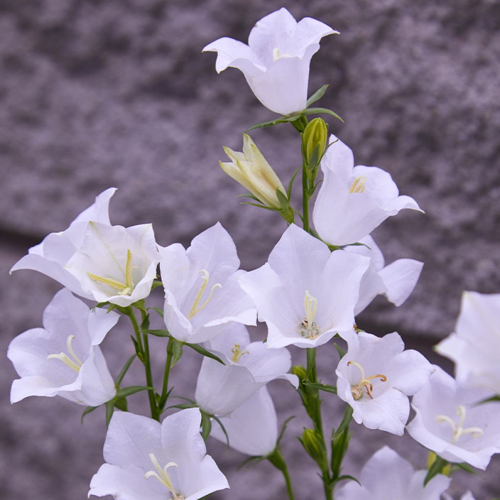 Pfirsichblättrige Glockenblume Alba - Campanula persicifolia