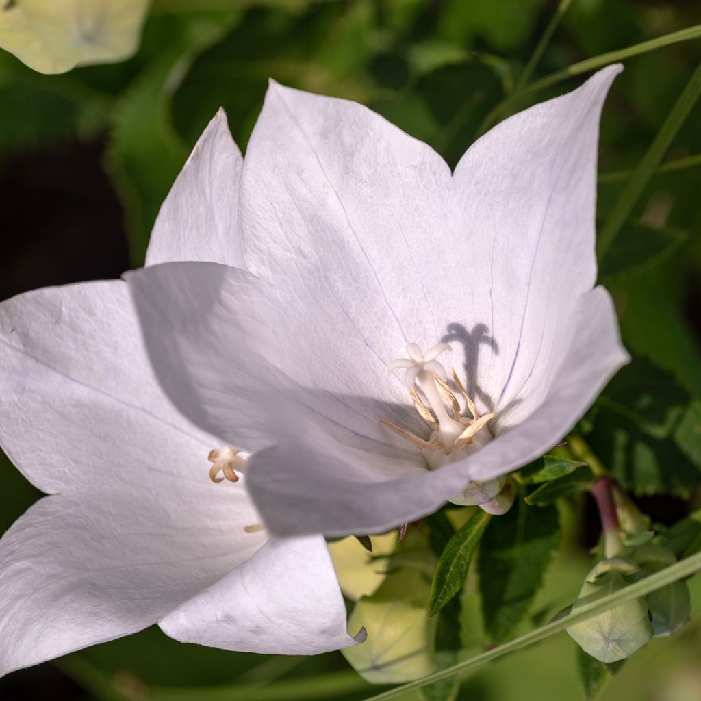 Pfirsichblättrige Glockenblume Alba - Campanula persicifolia