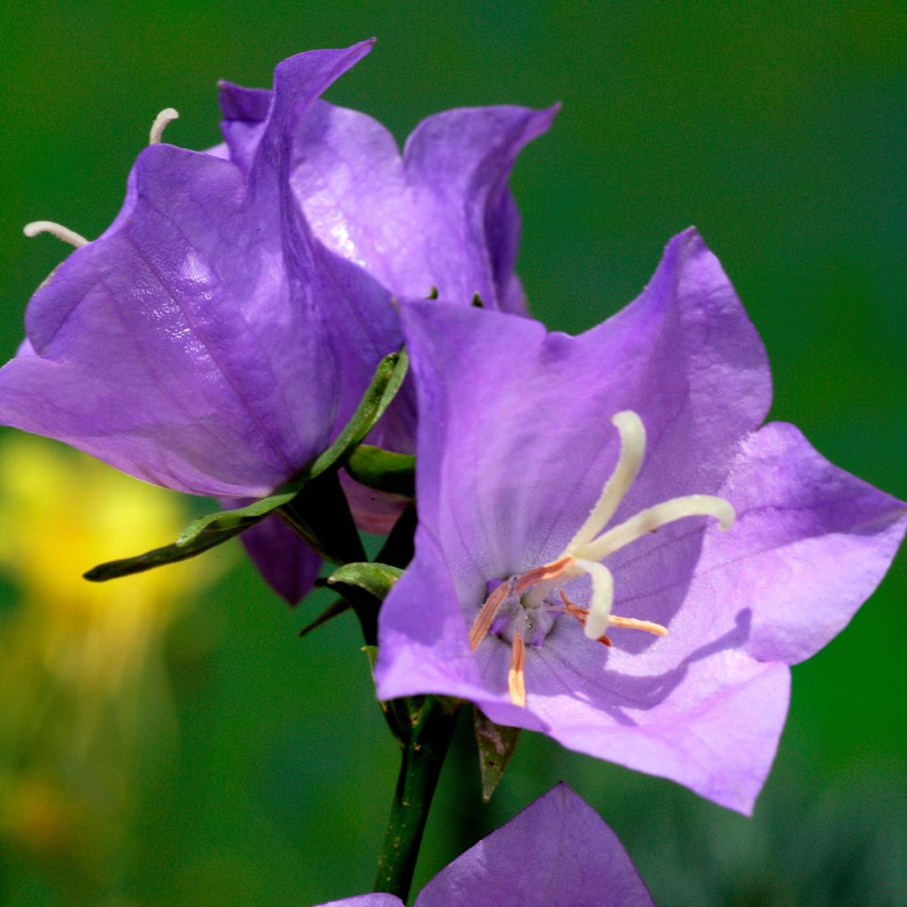 Pfirsichblättrige Glockenblume - Campanula persicifolia