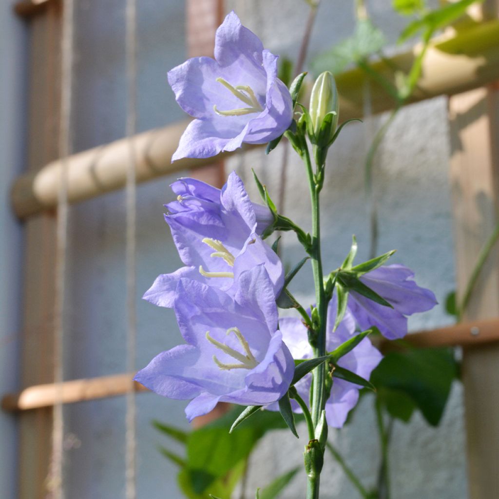 Pfirsichblättrige Glockenblume - Campanula persicifolia