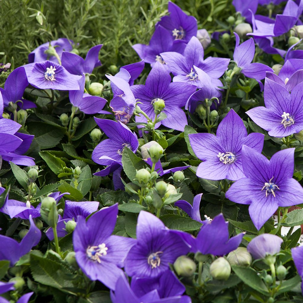 Pfirsichblättrige Glockenblume - Campanula persicifolia