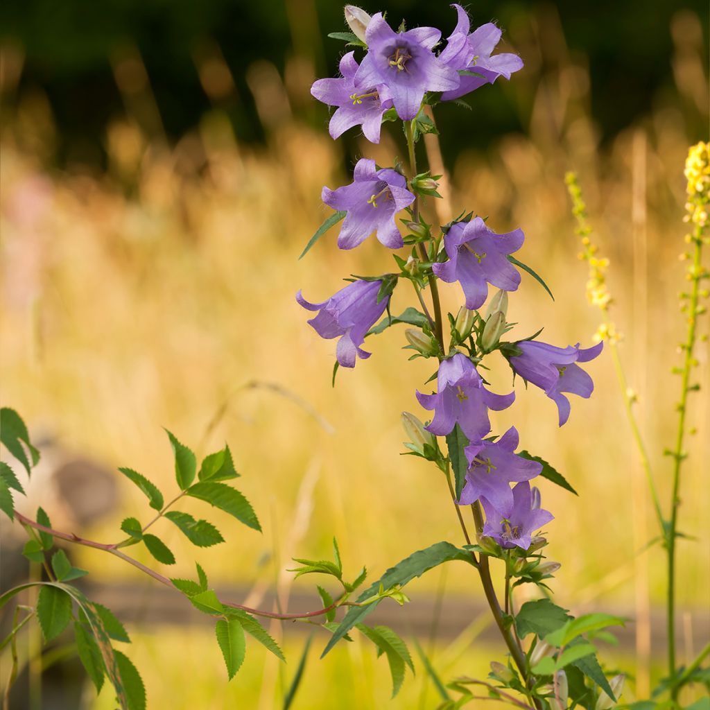 Pfirsichblättrige Glockenblume - Campanula persicifolia