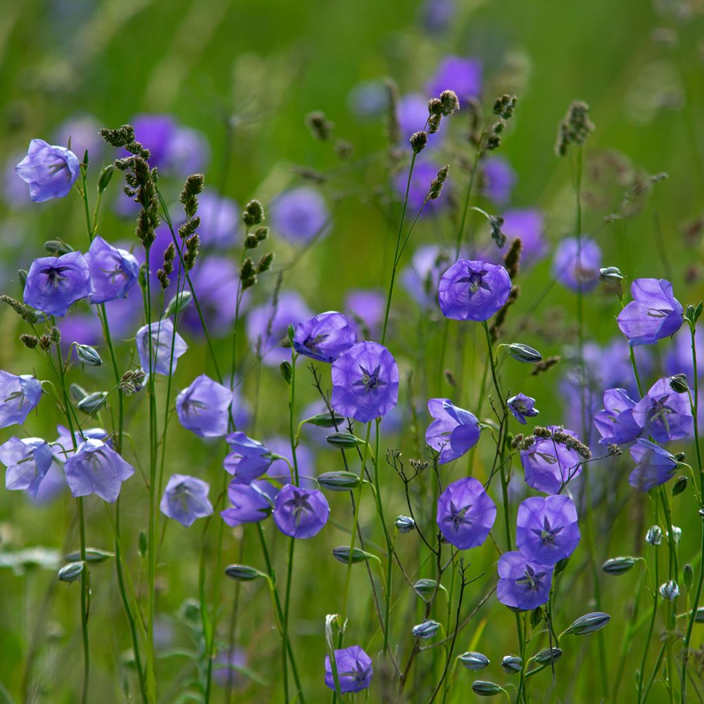 Pfirsichblättrige Glockenblume - Campanula persicifolia