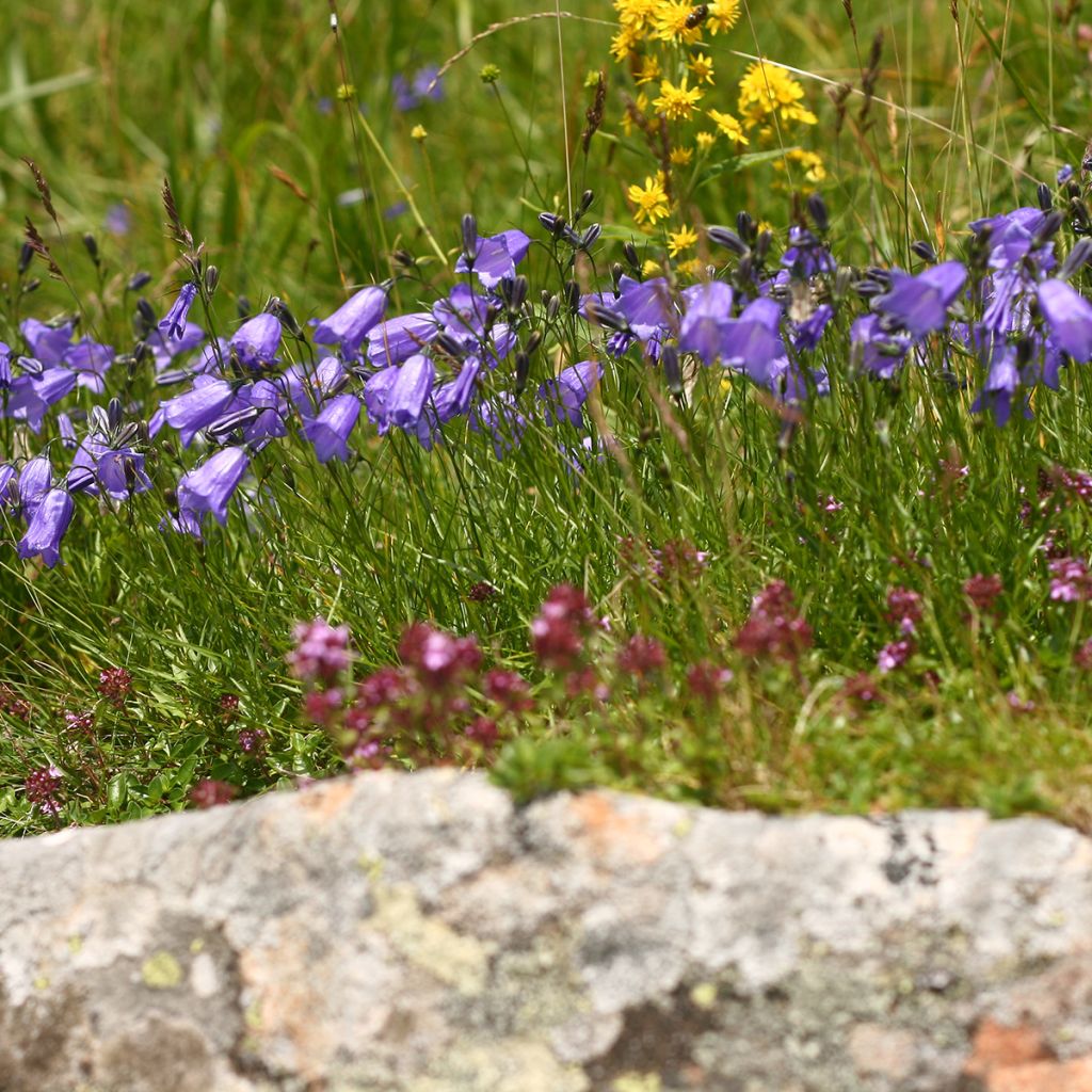 Pfirsichblättrige Glockenblume - Campanula persicifolia