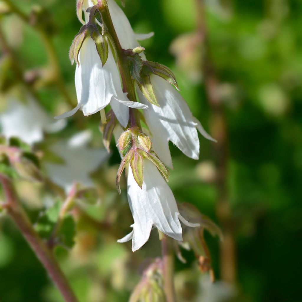 Campanula alliariifolia - Knoblauchraukenblättrige Glockenblume