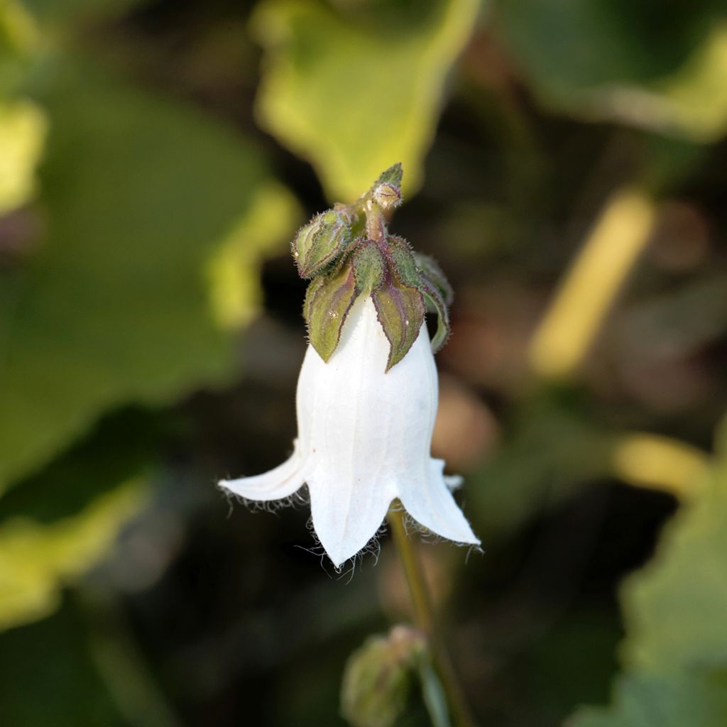 Campanula alliariifolia - Knoblauchraukenblättrige Glockenblume