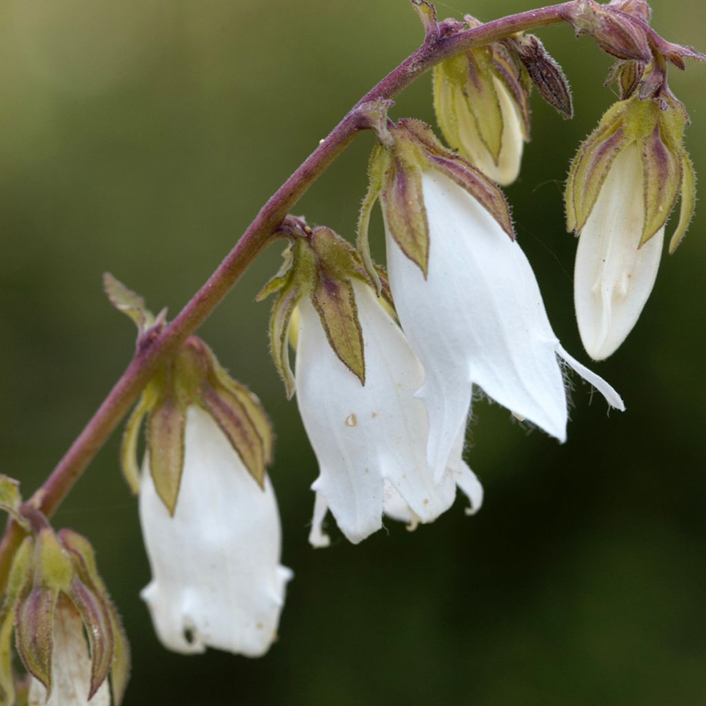 Campanula alliariifolia - Knoblauchraukenblättrige Glockenblume