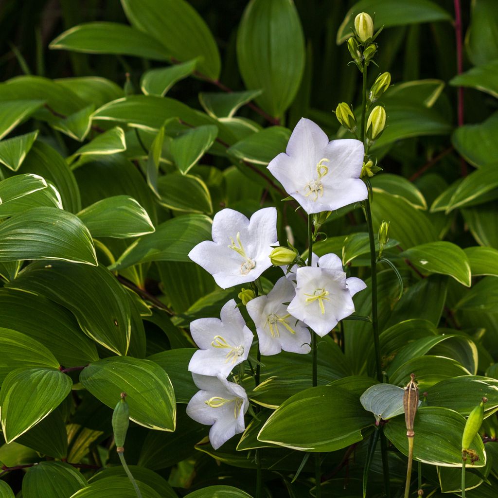 Karpaten-Glockenblume Alba - Campanula carpatica