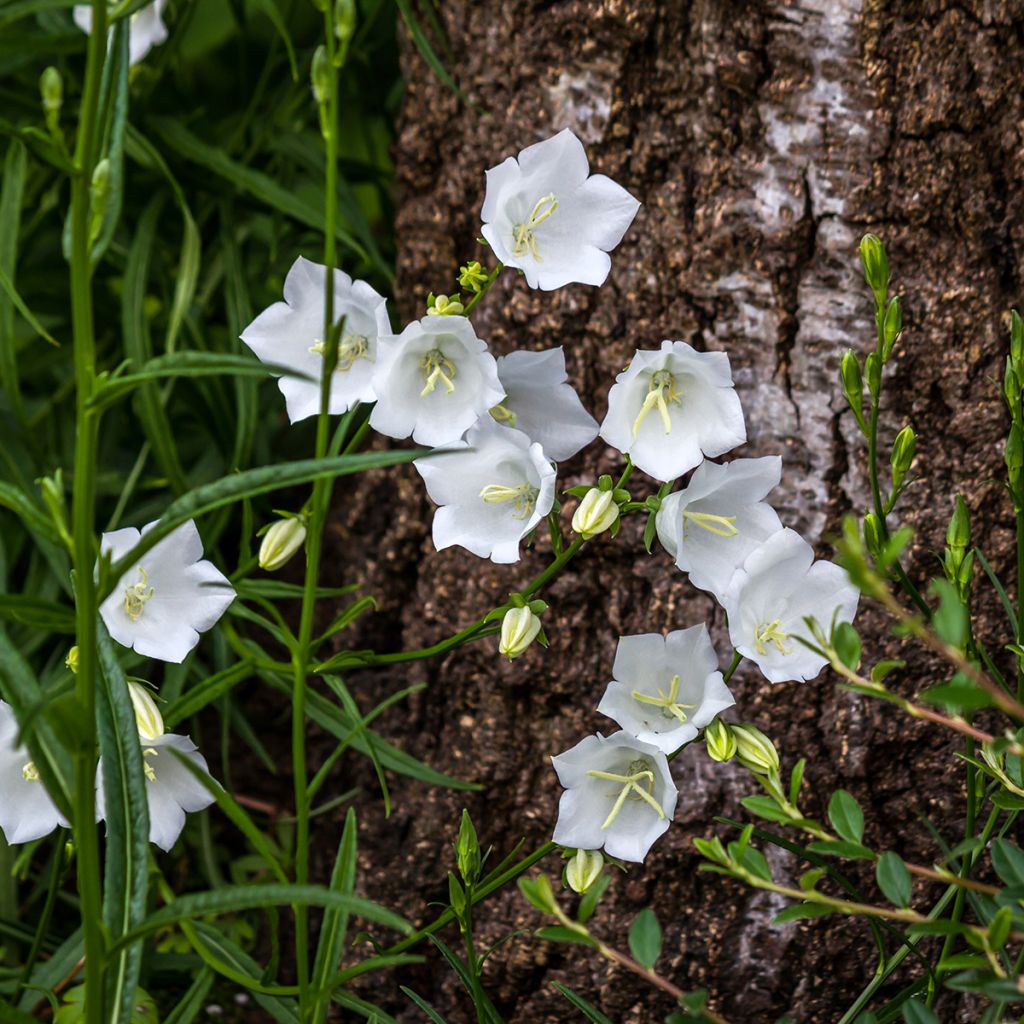 Karpaten-Glockenblume Alba - Campanula carpatica