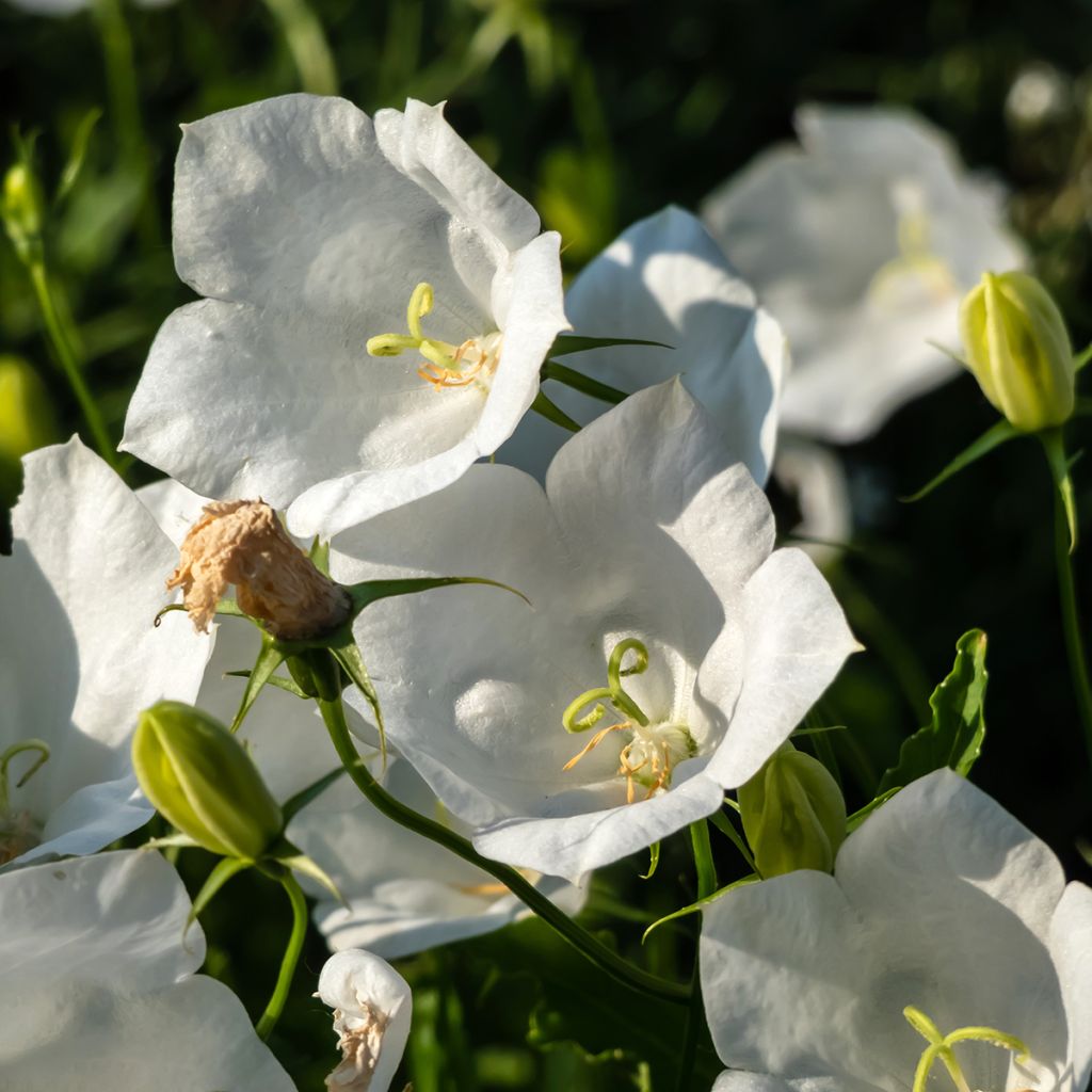 Karpaten-Glockenblume Alba - Campanula carpatica