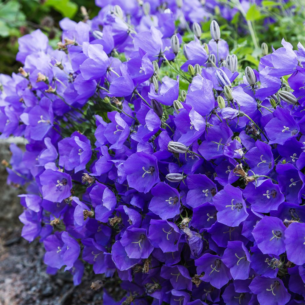 Campanula carpatica - Karpaten-Glockenblume