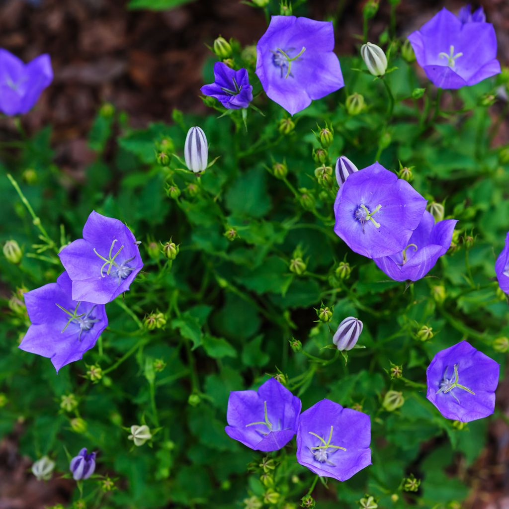 Campanula carpatica - Karpaten-Glockenblume