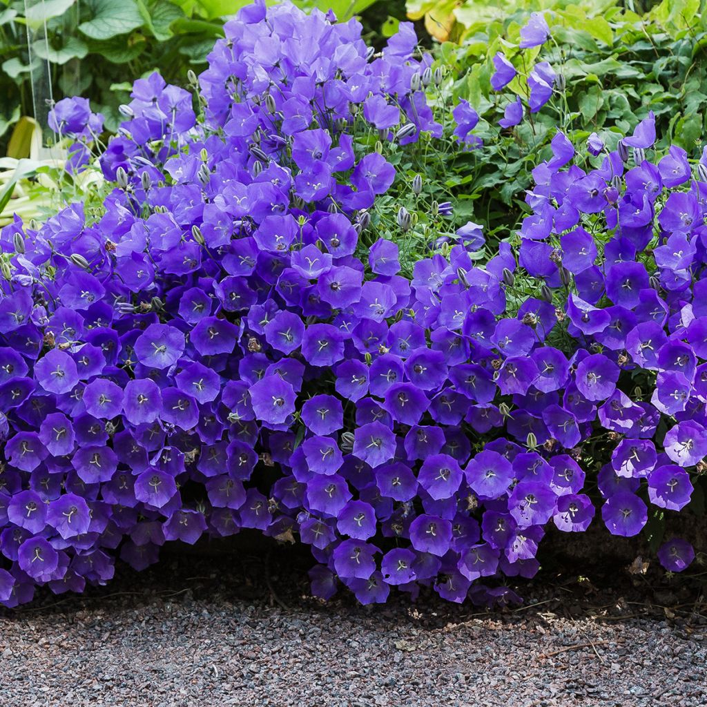 Campanula carpatica - Karpaten-Glockenblume