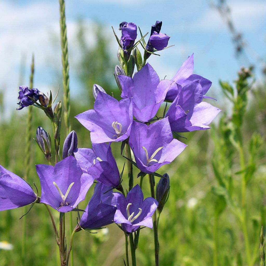 Campanula carpatica - Karpaten-Glockenblume