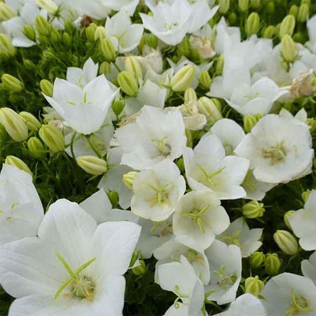 Campanula carpatica Weiße Clips - Karpaten-Glockenblume