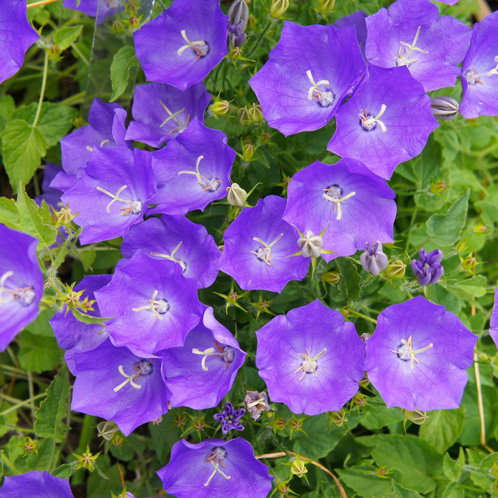 Campanula carpatica Blaue Clips - Karpaten-Glockenblume