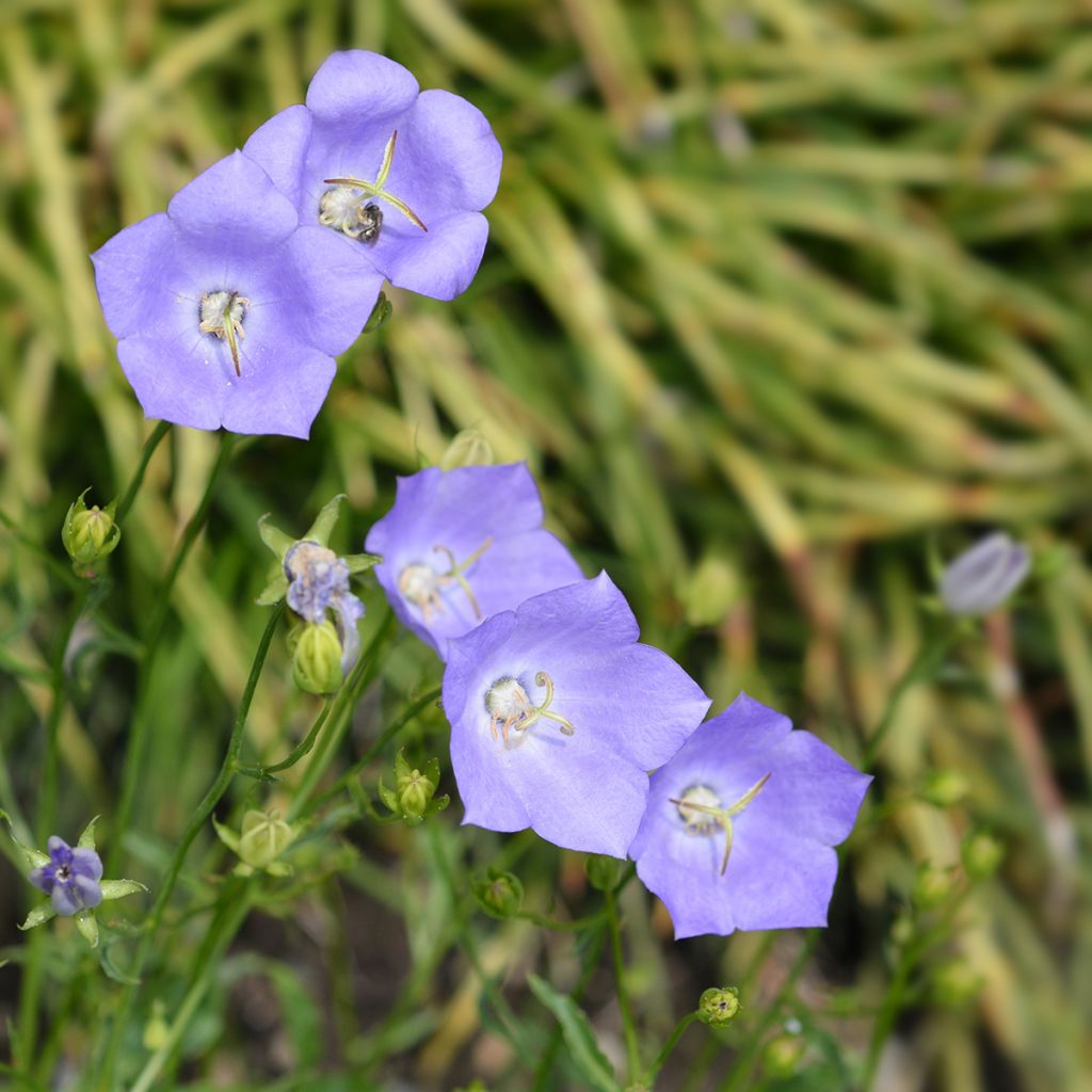 Campanula carpatica Blaue Clips - Karpaten-Glockenblume