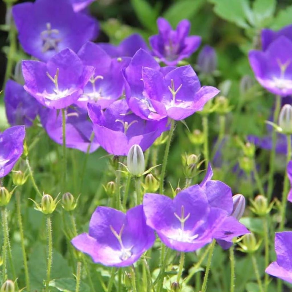 Campanule carpatica Clips bleue - Campanule des Carpates