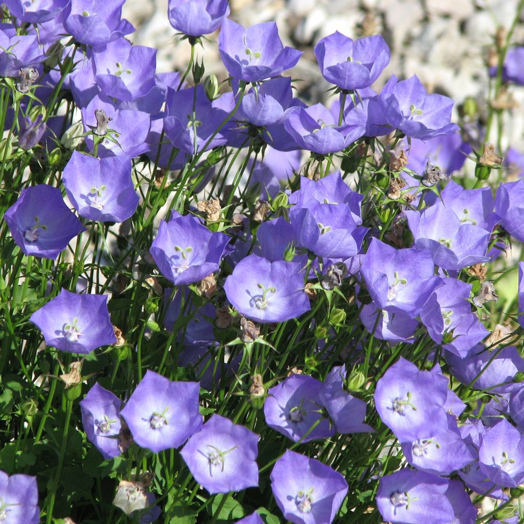 Campanula carpatica Molly Pinsent - Karpaten-Glockenblume