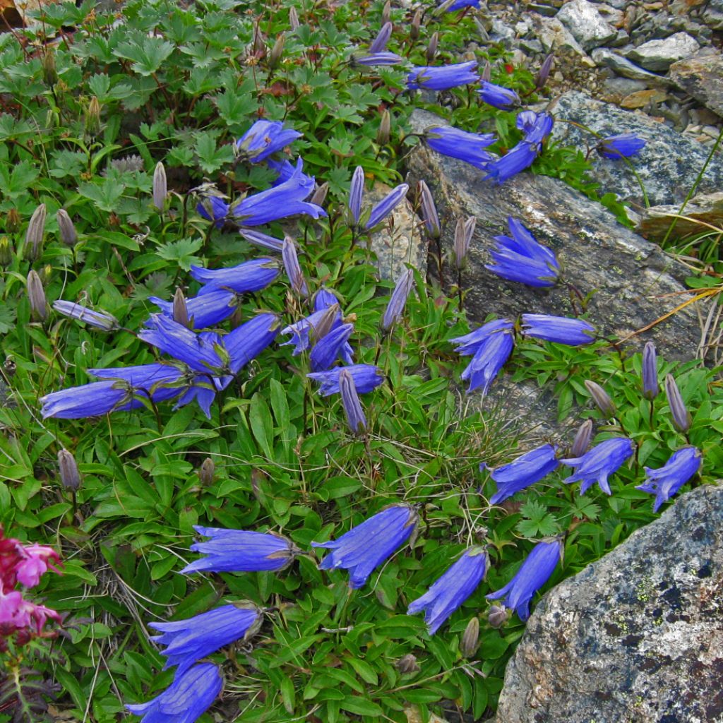 Campanula chamissonis Major - Glockenblume