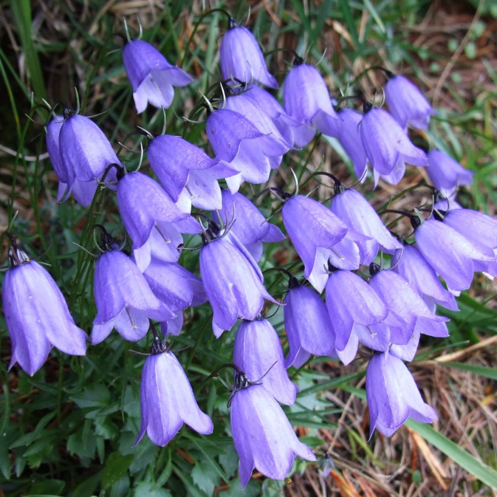 Campanula cochleariifolia - Zwerg-Glockenblume