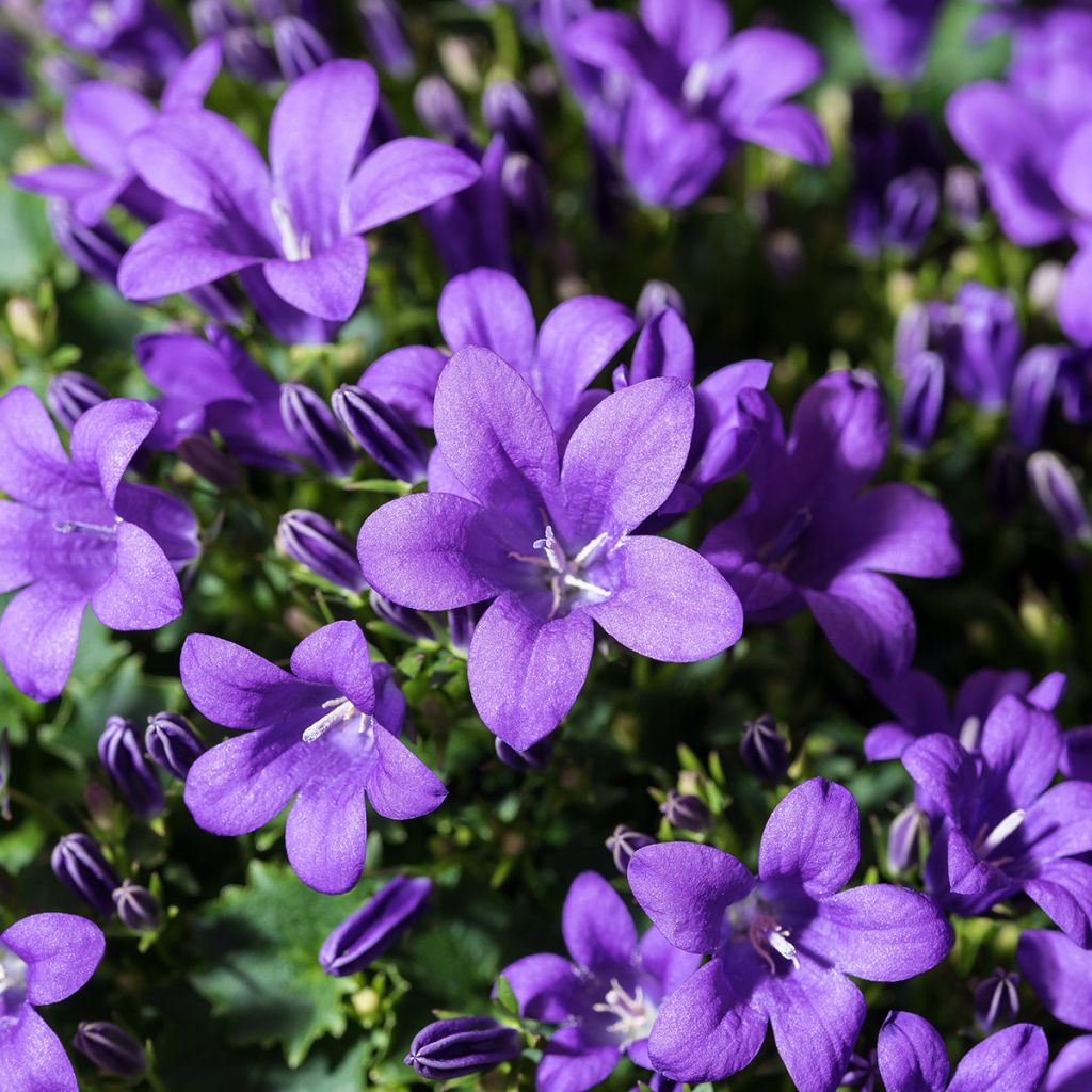 Campanula cochleariifolia Bavaria Blue - Zwerg-Glockenblume