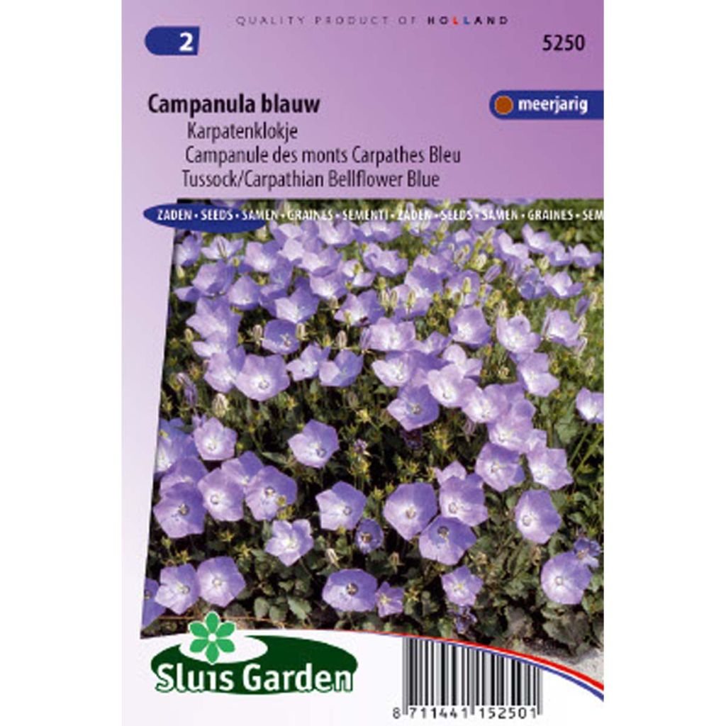 Graines de Campanule des Carpathes bleu - Campanula carpatica