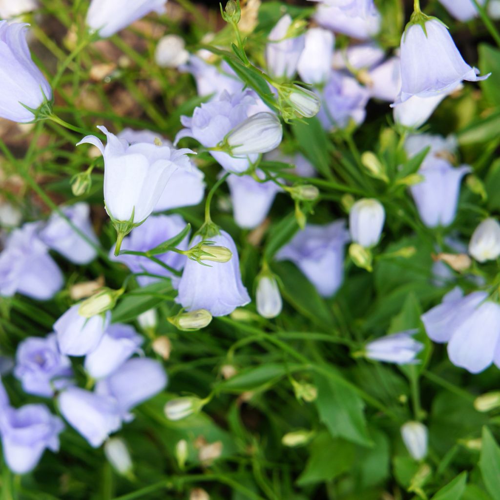 Campanula cochleariifolia Elizabeth Oliver - Zwerg-Glockenblume