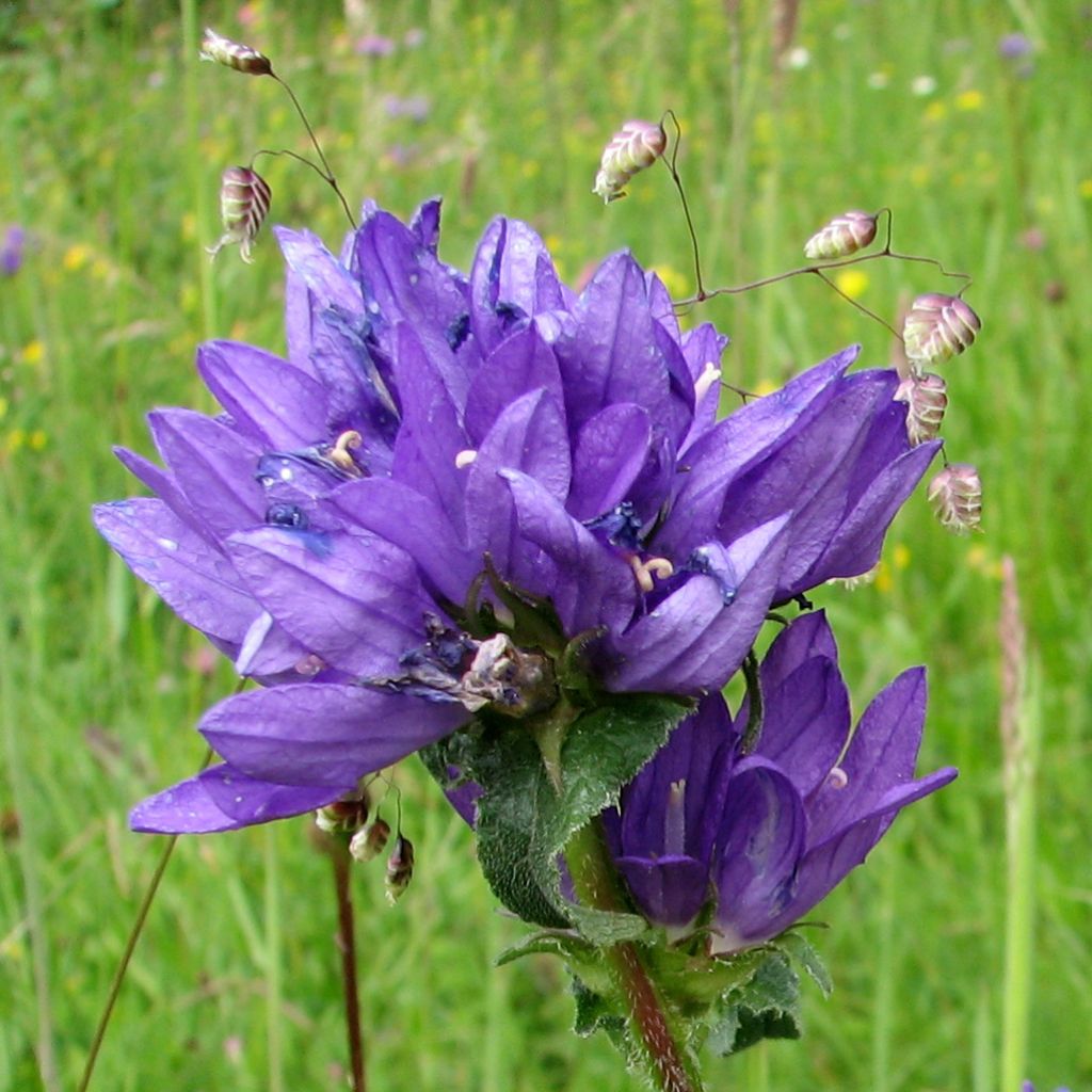 Campanula glomerata var. dahurica - Knäuel-Glockenblume