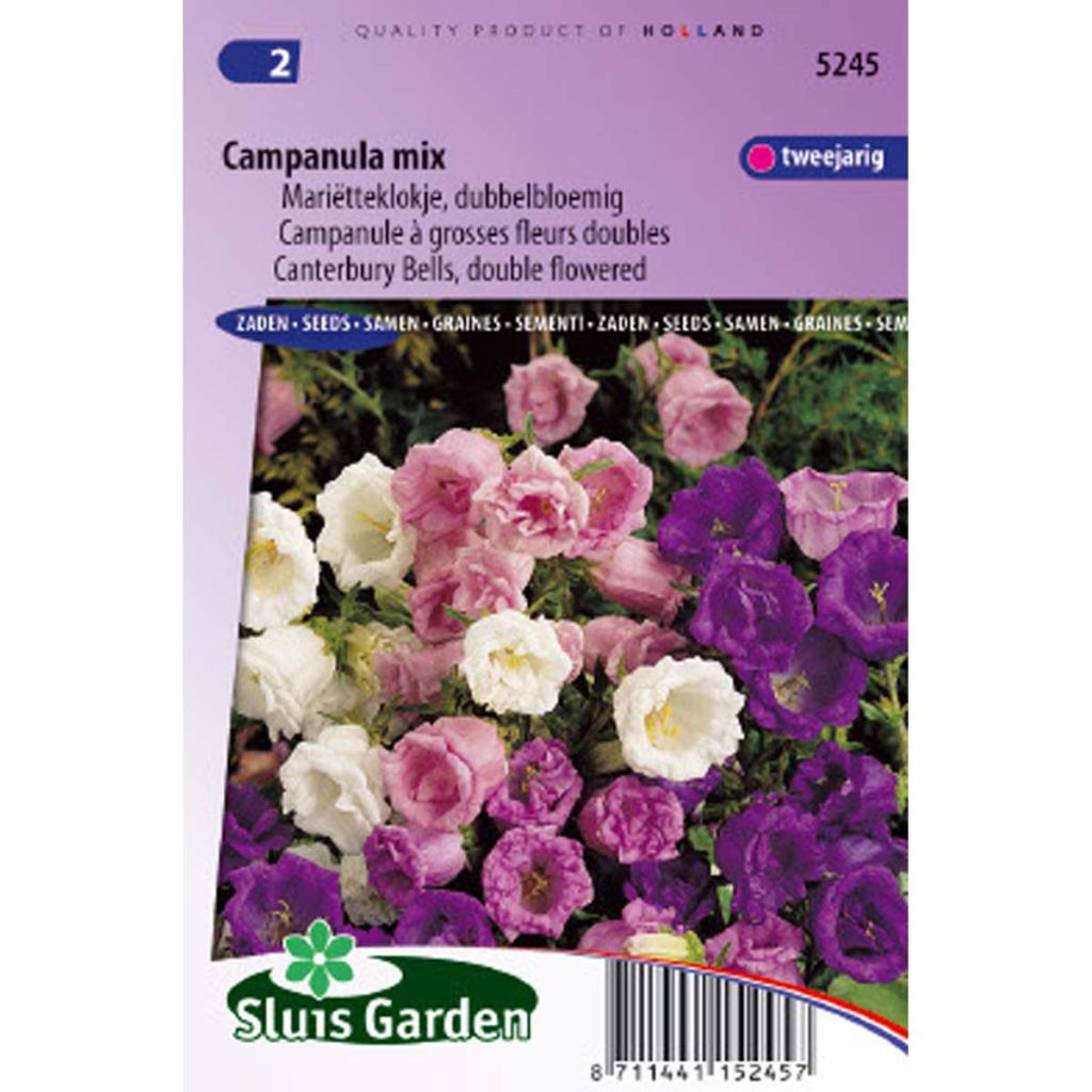 Marien-Glockenblume (Samen) - Campanula medium