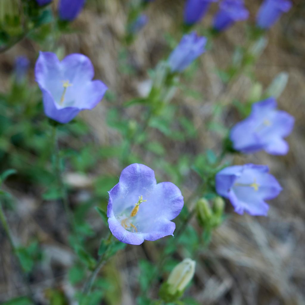 Campanula haylodgensis Yvonne - Glockenblume