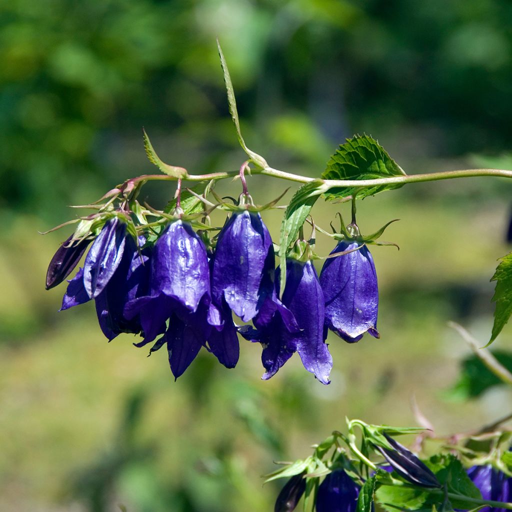 Campanula Kent Belle - Gepunktete Glockenblume