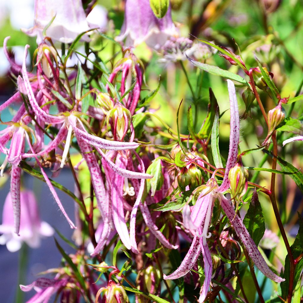 Campanula Pink Octopus - Glockenblume