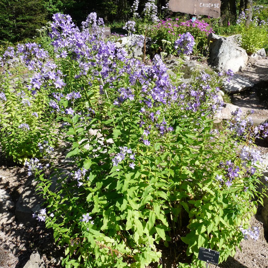 Dolden-Glockenblume - Campanula lactiflora