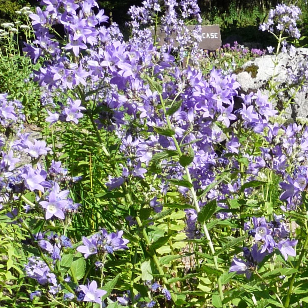 Campanule lactiflora