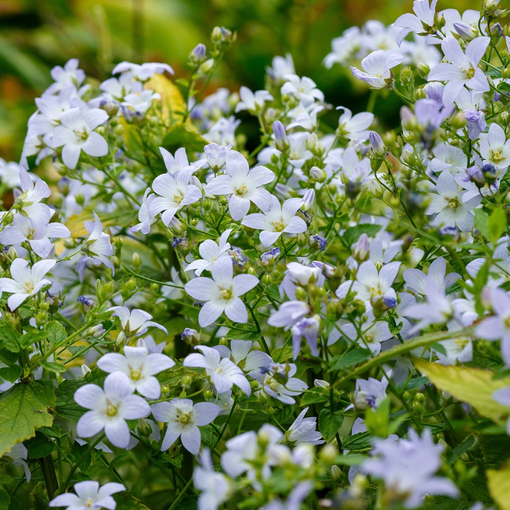 Dolden-Glockenblume - Campanula lactiflora