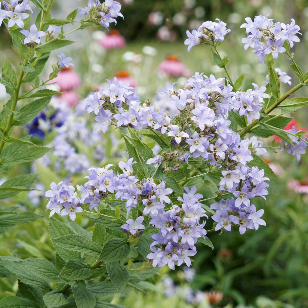 Dolden-Glockenblume - Campanula lactiflora