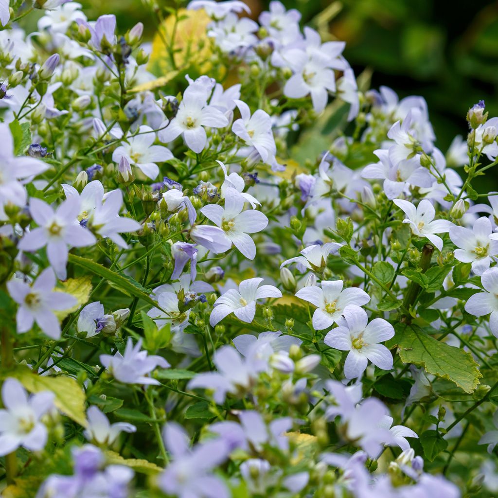 Dolden-Glockenblume - Campanula lactiflora