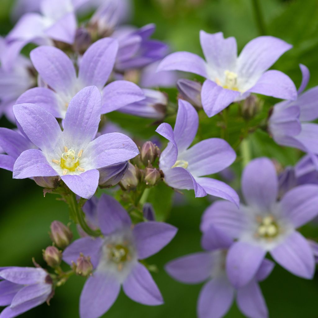 Dolden-Glockenblume - Campanula lactiflora