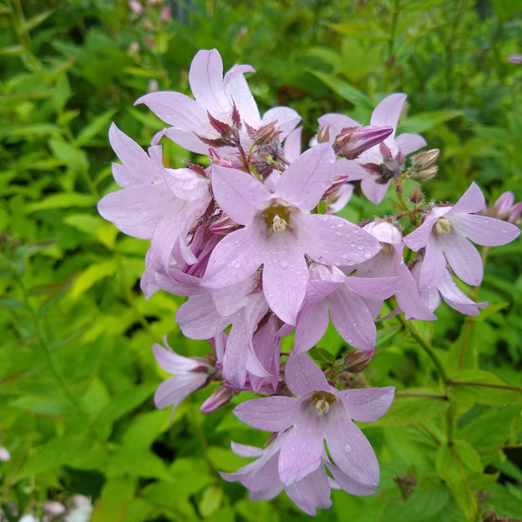 Dolden-Glockenblume Loddon Anne - Campanula lactiflora