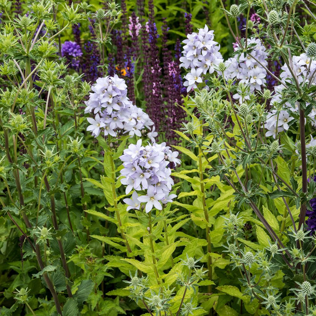 Dolden-Glockenblume Loddon Anne - Campanula lactiflora