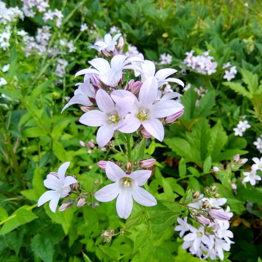 Dolden-Glockenblume Loddon Anne - Campanula lactiflora