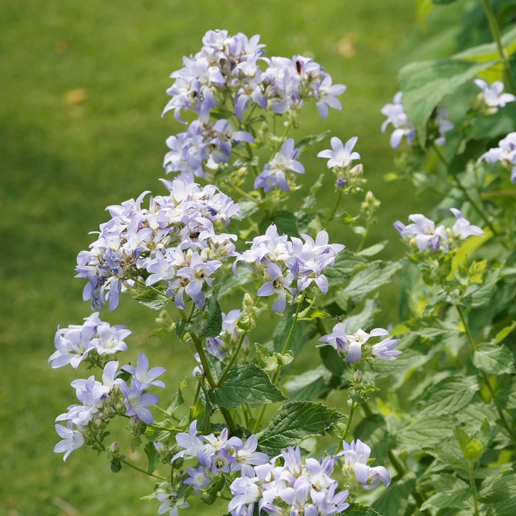 Dolden-Glockenblume Prichard s variety - Campanula lactiflora